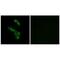 Complement C1q B Chain antibody, PA5-50013, Invitrogen Antibodies, Immunofluorescence image 