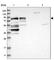 Coiled-Coil Domain Containing 57 antibody, HPA023342, Atlas Antibodies, Western Blot image 