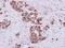 Myo-Inositol Oxygenase antibody, NBP2-15030, Novus Biologicals, Immunohistochemistry paraffin image 