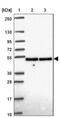 DExD-Box Helicase 39A antibody, NBP2-46824, Novus Biologicals, Western Blot image 