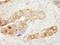 Eukaryotic Translation Elongation Factor 1 Gamma antibody, A300-734A, Bethyl Labs, Immunohistochemistry frozen image 
