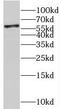 Nucleosome Assembly Protein 1 Like 1 antibody, FNab05544, FineTest, Western Blot image 