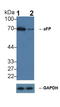 Alpha Fetoprotein antibody, LS-C292760, Lifespan Biosciences, Western Blot image 