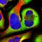 Ribosomal Protein S20 antibody, HPA003570, Atlas Antibodies, Immunocytochemistry image 