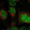 Dual Specificity Phosphatase 11 antibody, HPA021052, Atlas Antibodies, Immunofluorescence image 