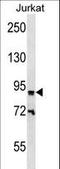 Zinc Finger Protein 780B antibody, LS-C160945, Lifespan Biosciences, Western Blot image 