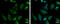 Protein Kinase C Substrate 80K-H antibody, GTX101889, GeneTex, Immunofluorescence image 