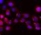 WWC1 antibody, A02837-2, Boster Biological Technology, Immunofluorescence image 