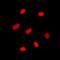 Dual specificity protein phosphatase 12 antibody, orb78215, Biorbyt, Immunofluorescence image 
