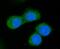 GGCX antibody, A02643-1, Boster Biological Technology, Immunofluorescence image 