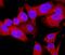 EPH Receptor B2 antibody, MAB467, R&D Systems, Immunocytochemistry image 