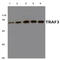 TNF Receptor Associated Factor 3 antibody, AP20591PU-N, Origene, Western Blot image 