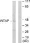 WT1 Associated Protein antibody, TA314939, Origene, Western Blot image 