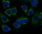 Peroxiredoxin 3 antibody, NBP2-67043, Novus Biologicals, Immunocytochemistry image 