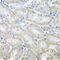 Threonyl-TRNA Synthetase antibody, abx005301, Abbexa, Western Blot image 