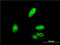 Zinc finger protein ZIC 4 antibody, LS-C105187, Lifespan Biosciences, Immunofluorescence image 