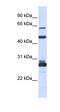 Pescadillo homolog antibody, orb325953, Biorbyt, Western Blot image 