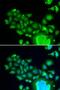 Fizzy And Cell Division Cycle 20 Related 1 antibody, LS-C346092, Lifespan Biosciences, Immunofluorescence image 