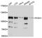 Protocadherin 1 antibody, A10234, ABclonal Technology, Western Blot image 