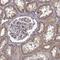 Mitochondrial tRNA-specific 2-thiouridylase 1 antibody, HPA000824, Atlas Antibodies, Immunohistochemistry frozen image 