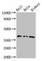 Replication Factor C Subunit 4 antibody, LS-C679312, Lifespan Biosciences, Western Blot image 