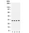 CA1 antibody, R31859, NSJ Bioreagents, Western Blot image 
