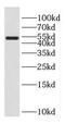 Family With Sequence Similarity 124 Member B antibody, FNab02961, FineTest, Western Blot image 