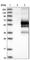 FERM domain-containing protein 8 antibody, HPA002861, Atlas Antibodies, Western Blot image 