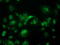 Aspartoacylase-2 antibody, TA502295, Origene, Immunofluorescence image 