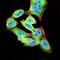 PHD Finger Protein 21B antibody, orb341374, Biorbyt, Immunofluorescence image 
