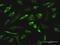 RGN antibody, H00009104-M04, Novus Biologicals, Immunofluorescence image 