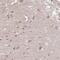 Prolylendopeptidase-like antibody, PA5-64098, Invitrogen Antibodies, Immunohistochemistry frozen image 