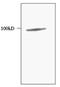 Programmed Cell Death 6 Interacting Protein antibody, AP54754SU-N, Origene, Western Blot image 