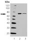 Heat Shock Protein Family A (Hsp70) Member 6 antibody, ADI-SPA-754-D, Enzo Life Sciences, Western Blot image 