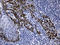 F-box only protein 6 antibody, LS-C795405, Lifespan Biosciences, Immunohistochemistry paraffin image 