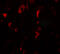 Small G Protein Signaling Modulator 2 antibody, 7035, ProSci Inc, Immunofluorescence image 