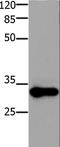 2-Aminoethanethiol Dioxygenase antibody, LS-C405407, Lifespan Biosciences, Western Blot image 