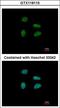 YEATS Domain Containing 4 antibody, LS-C155530, Lifespan Biosciences, Immunofluorescence image 