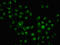 H12 antibody, LS-C676859, Lifespan Biosciences, Immunofluorescence image 
