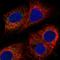 Calcium uptake protein 1, mitochondrial antibody, HPA037479, Atlas Antibodies, Immunocytochemistry image 