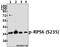 Ribosomal Protein S6 antibody, A01567S235, Boster Biological Technology, Western Blot image 