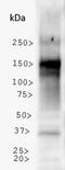 NBR1 Autophagy Cargo Receptor antibody, NBP1-71703, Novus Biologicals, Western Blot image 