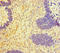E3 ubiquitin-protein ligase BRE1A antibody, LS-C682245, Lifespan Biosciences, Immunohistochemistry paraffin image 