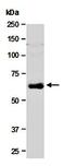 Differentially expressed in FDCP 6 antibody, orb67084, Biorbyt, Western Blot image 