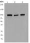 Actinin Alpha 1 antibody, TA301137, Origene, Western Blot image 