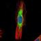 Scinderin antibody, orb69817, Biorbyt, Immunofluorescence image 