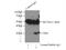Cathepsin K antibody, 11239-1-AP, Proteintech Group, Immunoprecipitation image 