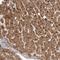 G Protein-Coupled Receptor 157 antibody, HPA028697, Atlas Antibodies, Immunohistochemistry paraffin image 