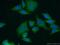 Leptin antibody, 17436-1-AP, Proteintech Group, Immunofluorescence image 