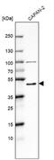 Mitochondrial Calcium Uptake 1 antibody, NBP2-58173, Novus Biologicals, Western Blot image 
